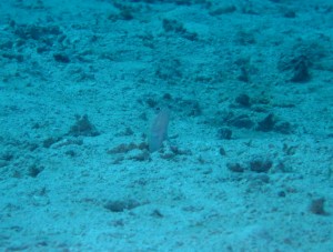 沖縄　ダイビング　ジョーフィッシュ