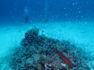沖縄　ダイビング