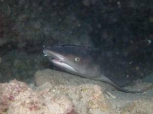 沖縄　ダイビング