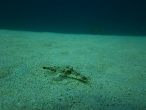 沖縄　ダイビング