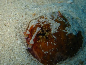 沖縄　ダイビング