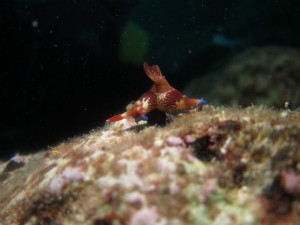 沖縄　ダイビング