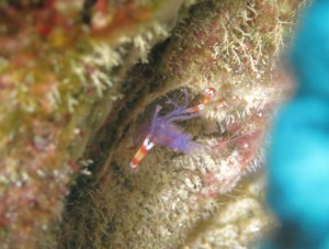 沖縄　ダイビング　バイオレットボクサーシュリンプ
