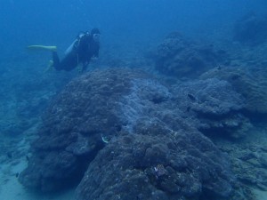 沖縄　ダイビング　サンゴ移植