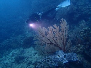 沖縄　ダイビング　サンゴ移植