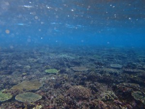 沖縄　ダイビング　サンゴ移植