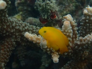 沖縄　ダイビング　ビーチ体験　那覇シーサイドパー