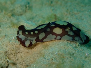 沖縄　ダイビング　レッドビーチ　マクロ