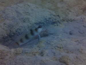 沖縄　ダイビング　レッドビーチ　マクロ