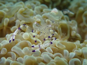 沖縄　ダイビング　レッドビーチ　マクロ