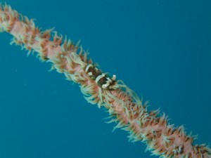 沖縄　ダイビング　レッドビーチ　マクロ