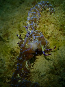 沖縄　ダイビング　レッドビーチ　マクロ