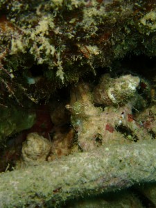 沖縄　ダイビング　レッドビーチ　マクロ