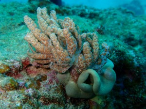 沖縄　ダイビング　イナンビシ　オオコノハウミウシ