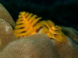 沖縄　ダイビング　保全　慶良間　チービシ　クリスマス