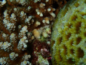 沖縄　ダイビング　保全　慶良間　チービシ　クリスマス