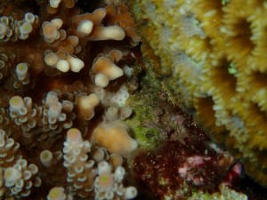 沖縄　ダイビング　保全　慶良間　チービシ　クリスマス