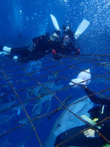 沖縄　ダイビング　ジンベエ