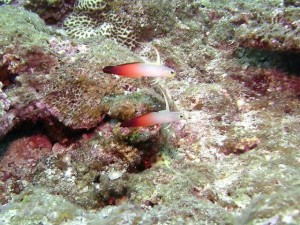 沖縄　ダイビング　自然観察