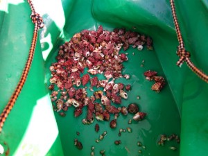 沖縄　ダイビング　慶良間　保全　野崎