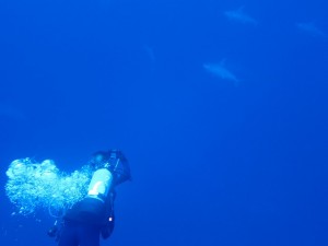 沖縄　ダイビング