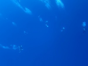 沖縄　ダイビング