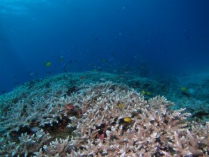 沖縄　ダイビング　慶良間　保全　野崎