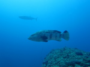 沖縄　ダイビング　粟国　ドリフ