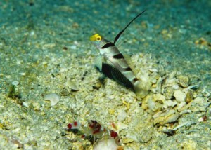 沖縄　ダイビング　自然観察