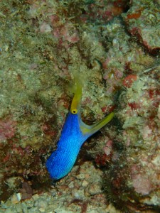 沖縄　ダイビング　イナンビシ　ファン　ＦＵＮ