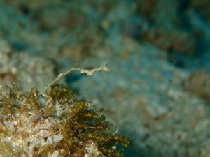 沖縄　ダイビング　ピグミーシードラゴン　イナンビシ　ファン　ＦＵＮ