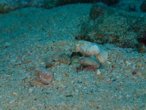 沖縄　ダイビング　ジョーフィッシュ　イナンビシ　ファン　ＦＵＮ