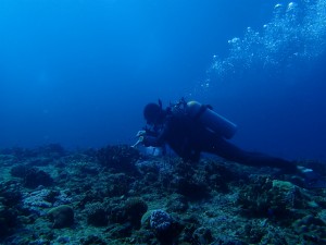 沖縄　ダイビング　ドリフト　保全活動　ウチザン