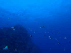 沖縄　ダイビング　粟国　ドリフ