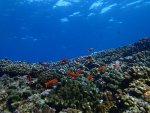 沖縄　ダイビング　粟国　ドリフ