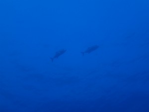 沖縄　ダイビング　粟国　ドリフ