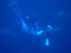 沖縄　ダイビング