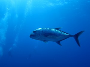 沖縄　ダイビング　慶良間