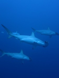 沖縄　体験ダイビング