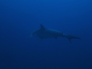 沖縄　ダイビング