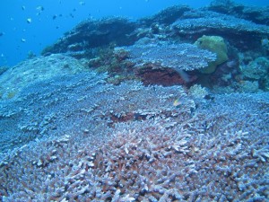 沖縄　ダイビング