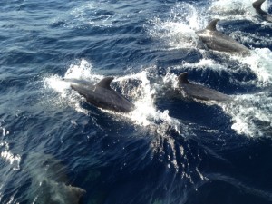 沖縄　ダイビング　慶良間