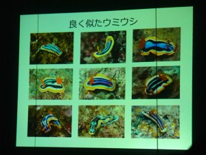 沖縄　ダイビング　ウミウシ