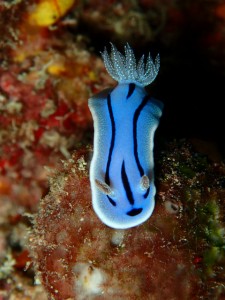 沖縄　ダイビング　ウミウシ