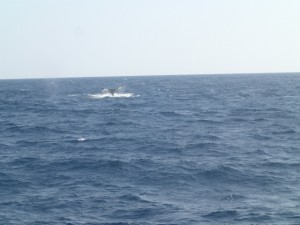 沖縄　ダイビング　慶良間　体験　ホエールウォッチング　クジラ