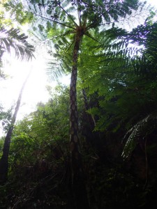 沖縄　ダイビング　ネイチャーワークス　自然　石川岳　トレッキング