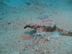 沖縄　ダイビング　ウミテング