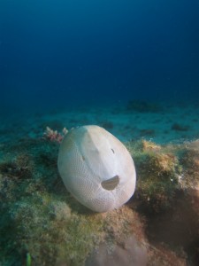 沖縄　ダイビング