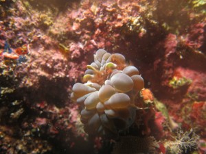 沖縄　ダイビング