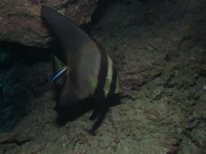 沖縄　ダイビング　砂辺　No.1　カリフォルニアサイド